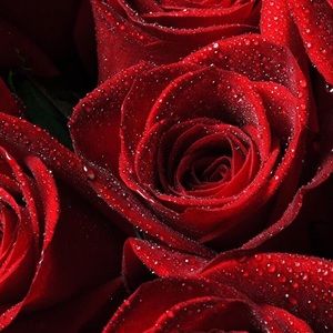 Meet your Posher, Akira